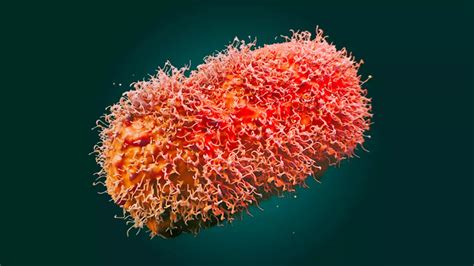calabarzon region restaurants|Calabarzon logs first mpox case .